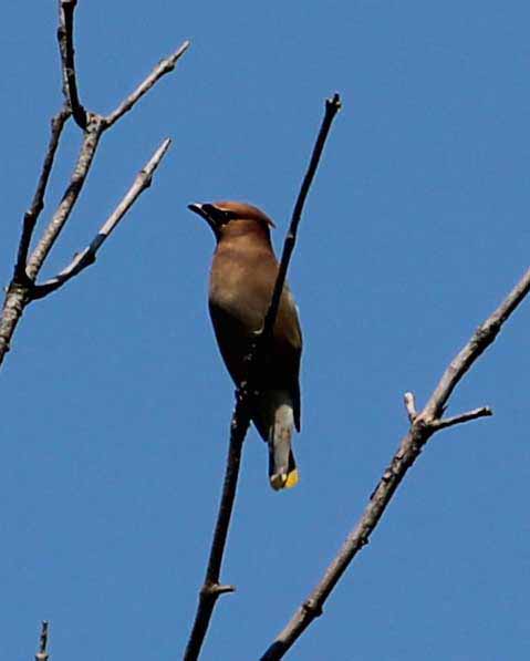 Cedar Waxwing