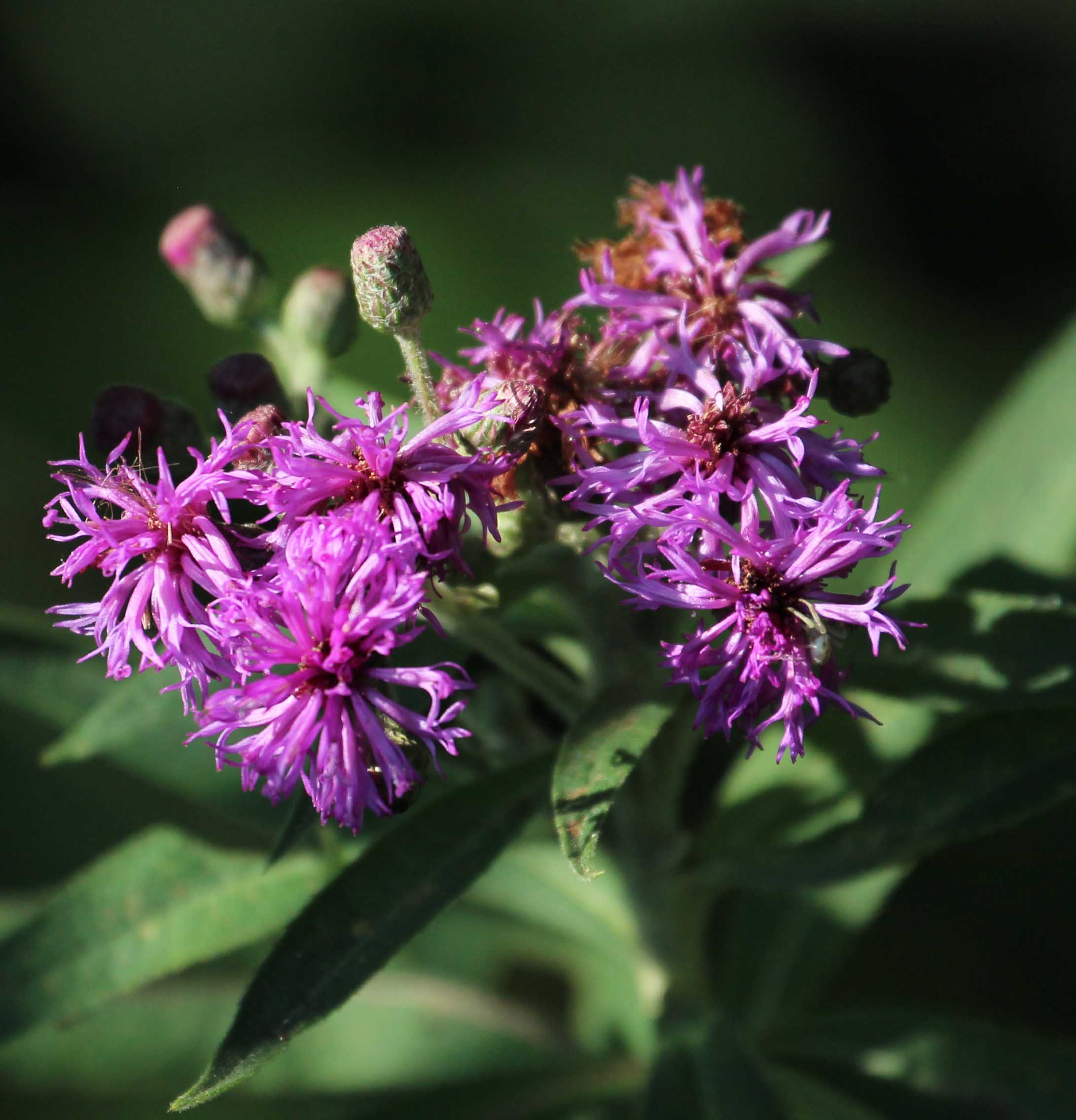 Crockery Creek Ironweed