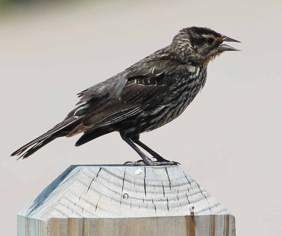 EEP Red-winged BB