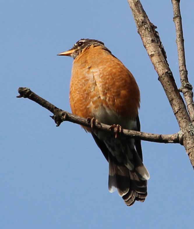 EEP Robin