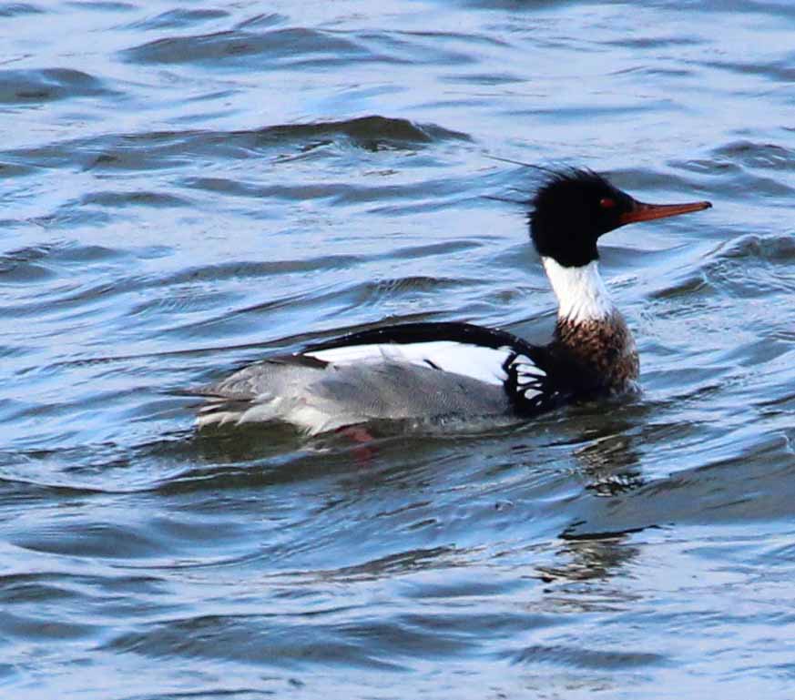 GHSk Red  B Merganser