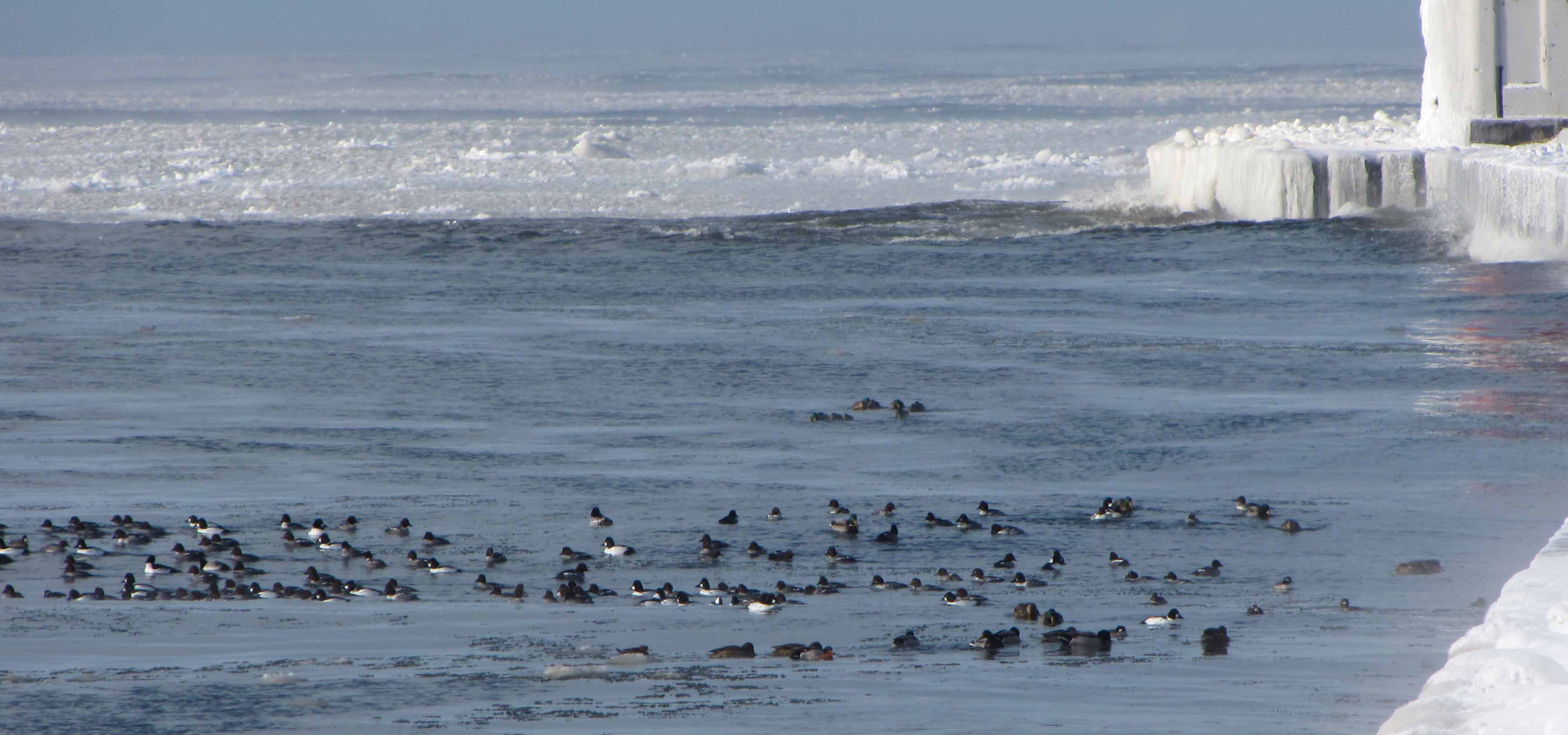 GHSP Ducks