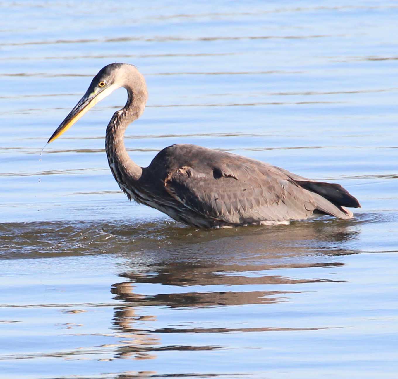 H Island Great Blue Heron