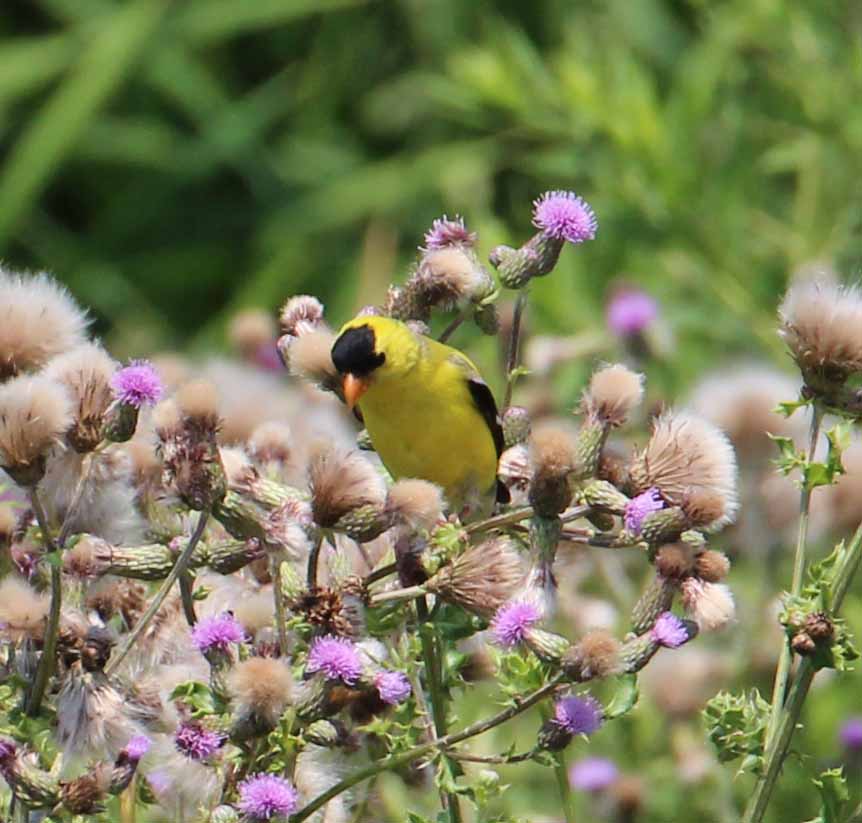HP A Goldfinch