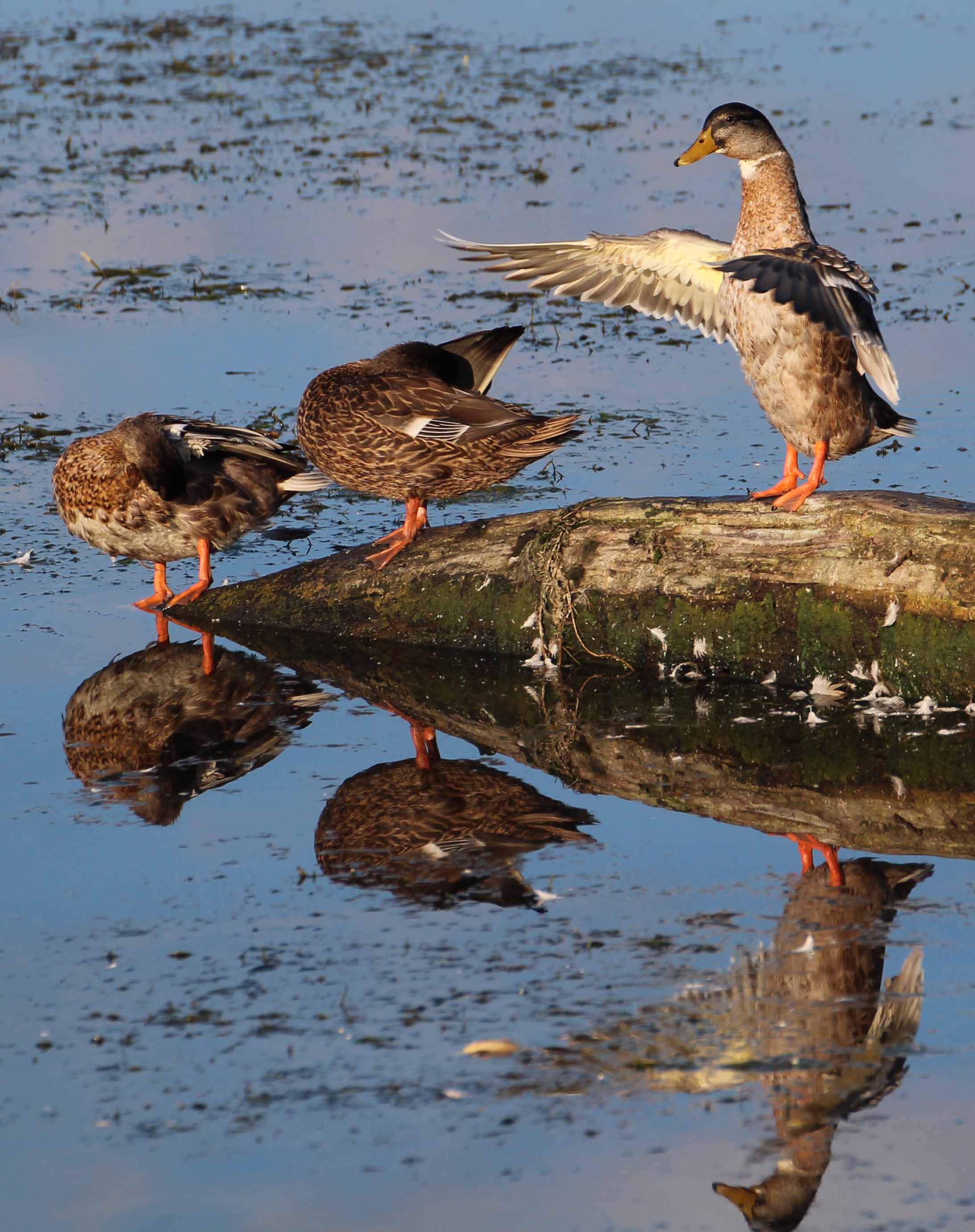 MP Mallard