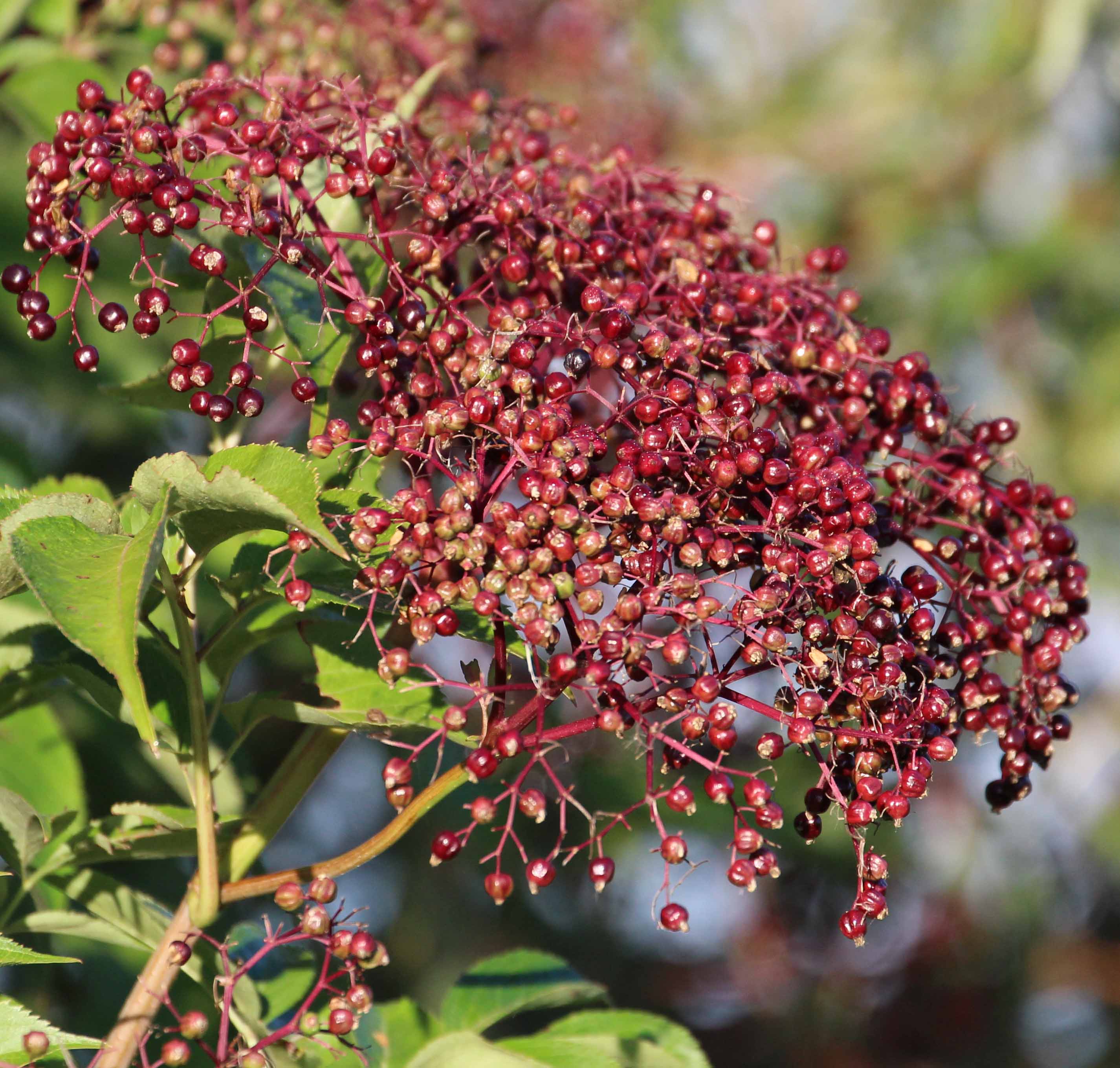 MP Red Elderberry